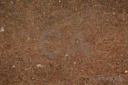 Texture europe pine needle javea spain.
