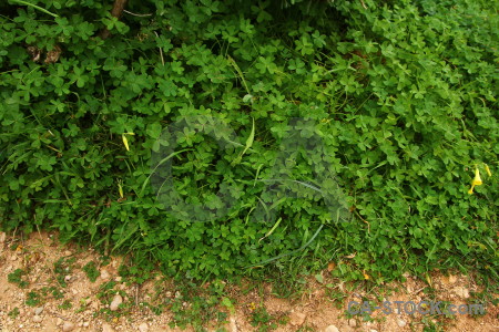 Texture grass green nature.