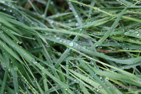 Texture green grass nature.