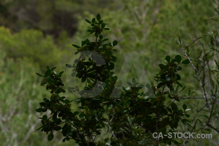 Texture green nature.