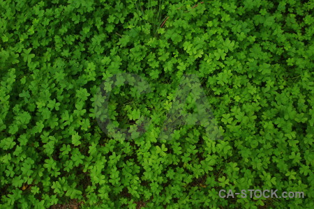 Texture green nature.