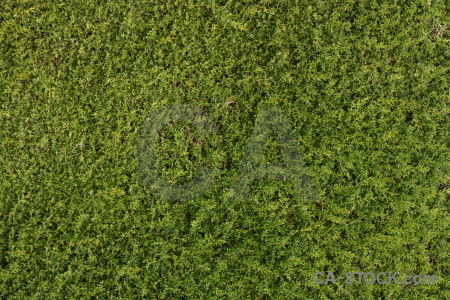 Texture green nature grass.