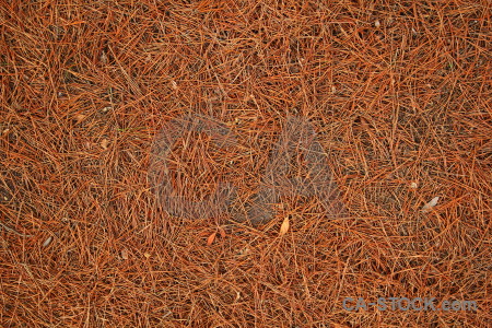 Texture javea europe pine needle spain.