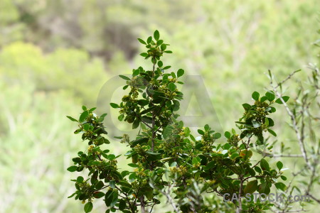 Texture nature green.