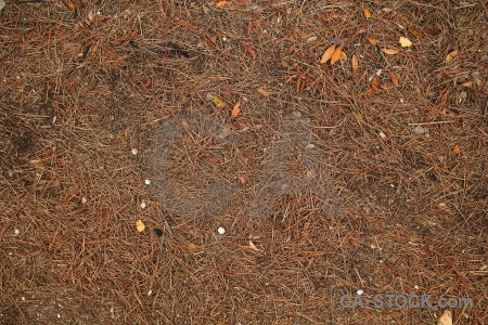 Texture pine needle europe javea spain.