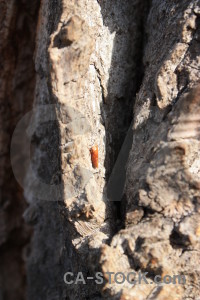 Texture wood.