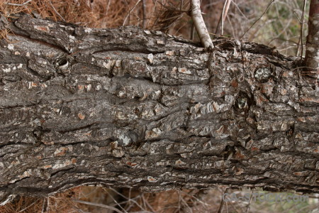 Texture wood bark.