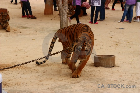 Thailand wat pha luang ta bua pa luangta maha yannasampanno yansampanno tiger.