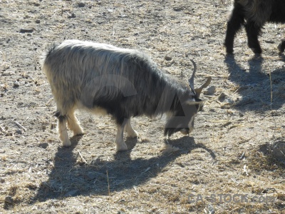 Tibet arid asia horn dry.