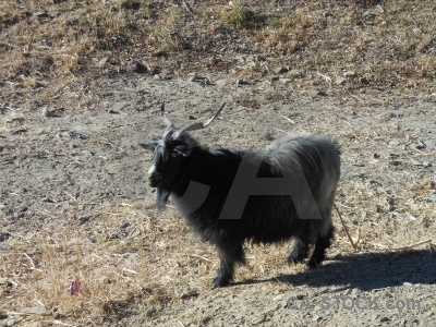 Tibet himalayan arid plateau goat.