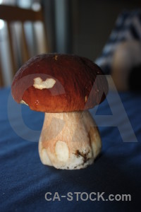 Toadstool fungus blue mushroom red.