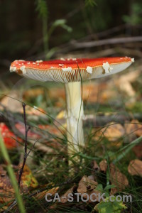 Toadstool mushroom fungus brown green.