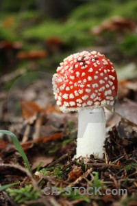 Toadstool mushroom fungus red green.