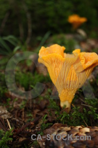 Toadstool yellow green orange fungus.