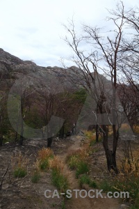 Torres del paine chile day 4 tree mountain.