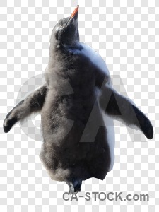 Transparent penguin bird animal cut out.