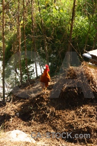 Tree animal nepal annapurna sanctuary trek rooster.