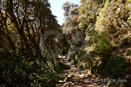 Tree annapurna sanctuary trek forest asia south.