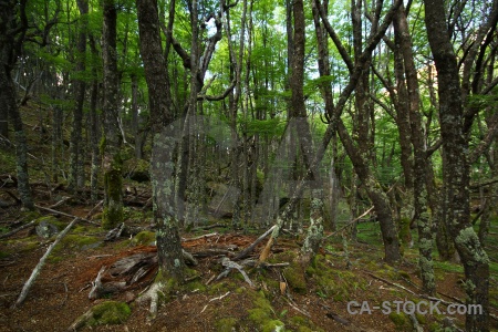 Tree argentina moss south america patagonia.