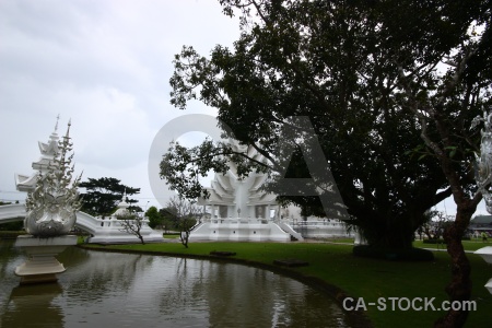 Tree asia buddhism lake wat rong khun.