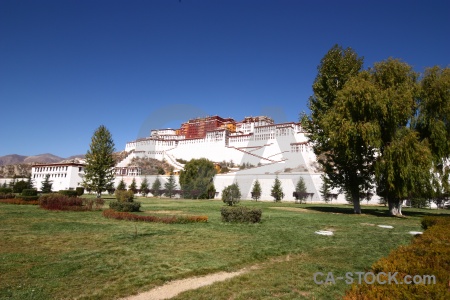 Tree asia palace altitude potala.