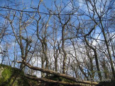 Tree branch blue.