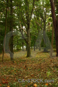 Tree brown green forest.