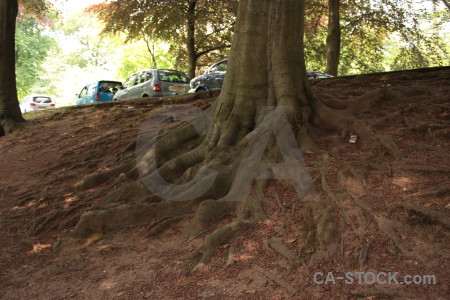 Tree car root vehicle brown.