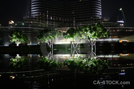 Tree dubai asia western uae.