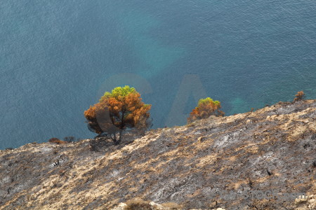 Tree europe ash burnt spain.