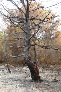 Tree europe burnt montgo fire javea.