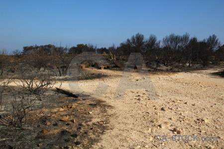 Tree europe javea ash montgo fire.