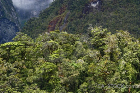 Tree fiord new zealand sound doubtful.