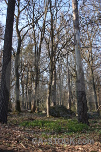 Tree forest.