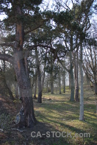 Tree forest.