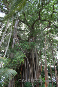 Tree forest green.