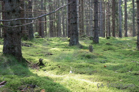 Tree forest green.