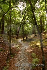 Tree forest leaf lake sylvan trek moss.