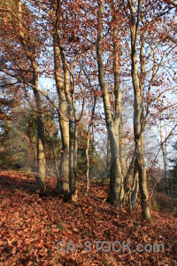 Tree forest orange single red.