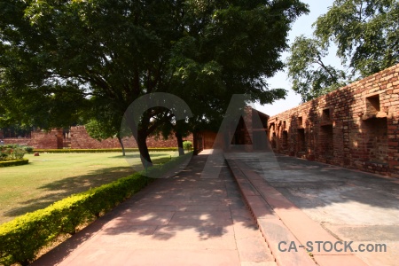 Tree garden agra india wall.