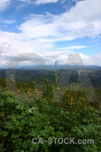 Tree grass laos cloud asia.