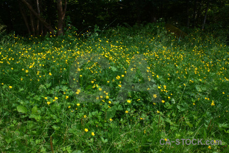 Tree grass yellow green field.