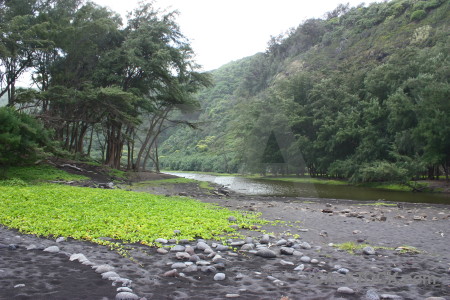 Tree green field.