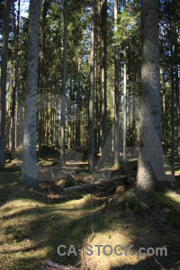 Tree green forest.