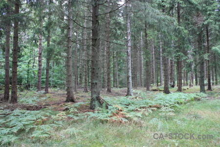 Tree green forest.