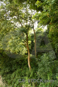 Tree green forest.