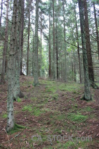 Tree green forest.