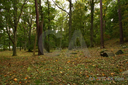 Tree green forest.