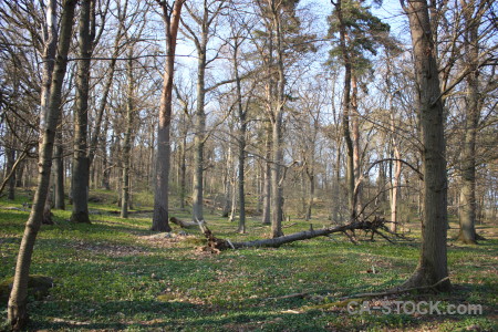 Tree green forest.