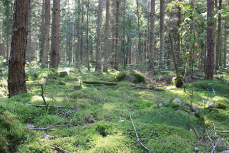 Tree green forest.